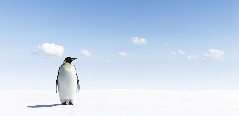 Penguin 4.0, cosa cambia nelle strategie Seo